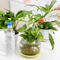 10Pcs Garden Watering Sprinkler Nozzle for Plastic Bottles Portable Mini Watering Cap Reusable Eco Friendly Plant Care Tool